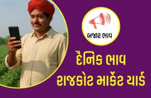 દૈનિક ભાવ – રાજકોટ માર્કેટ યાર્ડ : APMC Rajkot Marketing Yard APMC Rajkot Marketing Yard